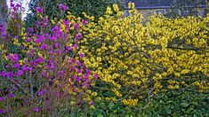 purple and yellow flowers are in the foreground next to green shrubbery, with an old building in the background