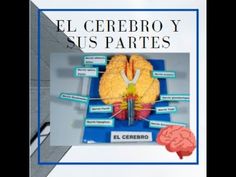 an image of a diagram of the human brain and its parts in spanish, with caption