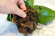 a hand is picking up the top of a plant with dirt and leaves on it