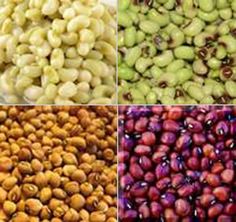 four different types of beans are shown in this image, each with their own color