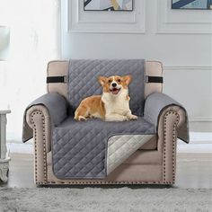 a dog is sitting on a couch in the living room