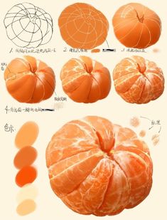 an orange is shown with different stages of development