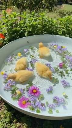 three little ducks in a tub filled with water and flowers