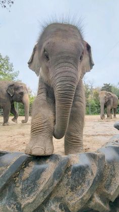 an elephant standing on top of a pile of rocks next to another elephant in the background