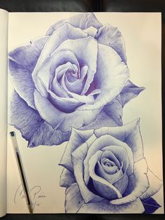 a pencil drawing of two roses on paper