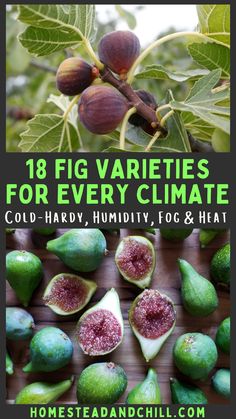 Fig Trees Outdoor, Types Of Figs, Celeste Fig Tree, Chicago Hardy Fig Tree, Fig Tree Types, Fig Plants, Growing Figs, Fig Fruit Tree, Fig Bush