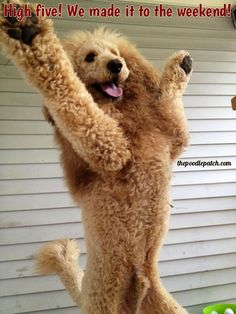 a dog that is standing on its hind legs with his paws up in the air