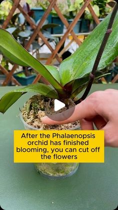 Replant Orchids Plants, Replanting Orchids Plants, Orchid Planting Ideas, Propogating Plants, Caring For An Orchid, Why Are My Orchid Leaves Limp, Orchid Propagation, Houseplants Decor, Orchid Care Rebloom