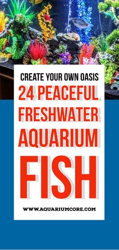 peaceful freshwater aquarium fishes Cool Fresh Water Fish Tanks, Fish Tank Fresh Water, Best Fish For Small Tanks, Fish That Can Live Together In A Tank, Cold Water Aquarium Fish, Cool Fish Tanks, Aquarium Stand