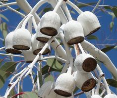 the fruit is hanging from the tree and ready to be picked up into the air