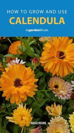 yellow and orange flowers with text overlay how to grow and use calendula