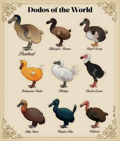 an image of different types of birds in the world