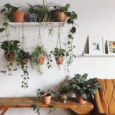 several potted plants are hanging on the wall