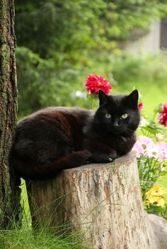 a black cat sitting on top of a tree stump