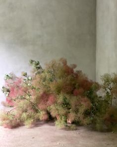 a bunch of plants that are sitting on the ground in front of a wall and floor