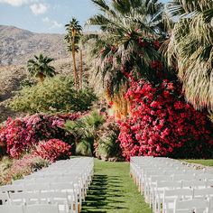 rows of white chairs are lined up in front of palm trees and pink azalea flowers