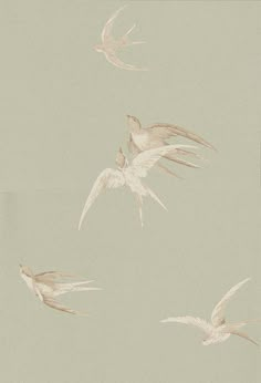 four white birds flying in the sky with their wings spread out and there is no image on it