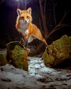 a red fox standing on top of a moss covered rock in the woods at night