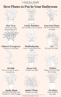 the best plants to put in your bathroom