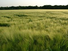 an open field with lots of tall grass in the foreground and trees in the background