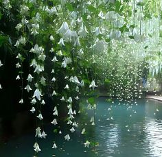 some white flowers hanging from the side of a body of water