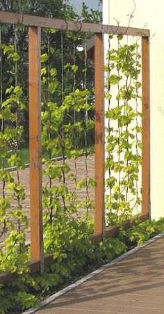 a wooden fence with plants growing on it