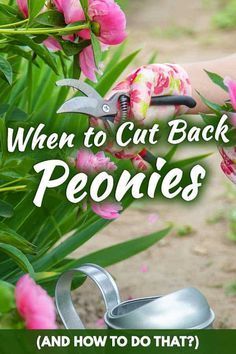 a woman is gardening with pink flowers in the background and text overlay reads, when to cut back peonies and how to do that?