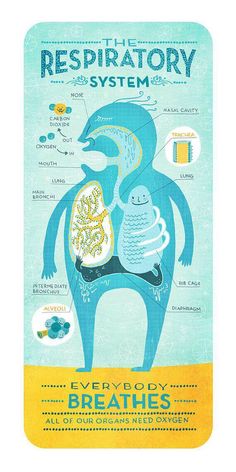 the respiratory system poster with an animal and its organ systems on it