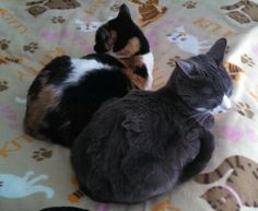 two cats laying on top of a bed next to each other