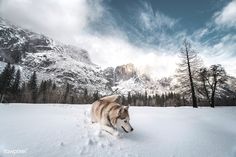 a dog is running through the snow in front of some mountains and trees with clouds