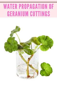 a glass vase filled with water and green leaves next to the words geranium cuttings