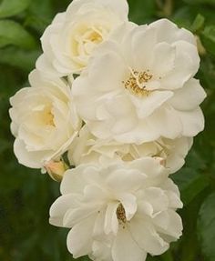 three white flowers with green leaves in the background