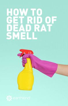 a hand holding a yellow sprayer with the words how to get rid of dead rat smell