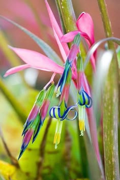 a pink flower with green stems and purple flowers