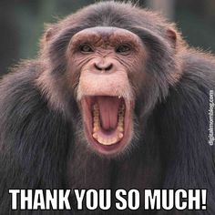 a monkey with its mouth open and the words thank you so much