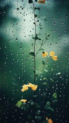 yellow flowers in the rain on a window with water droplets all over them and green background