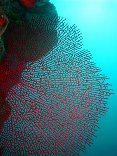 an underwater view of some corals in the water