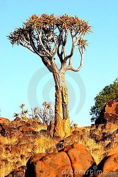 a tree in the middle of some rocks