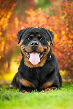 a large black and brown dog laying in the grass