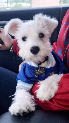 a small white dog sitting on top of a person's lap