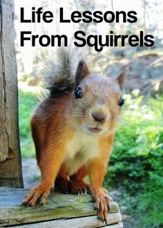 a close up of a squirrel on a wooden bench