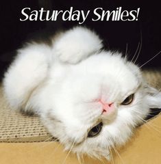 a white cat laying on its back with the caption saturday smiles