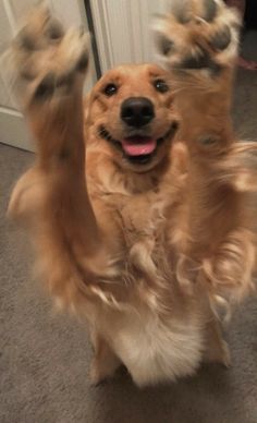 a brown dog standing on it's hind legs with its paws in the air