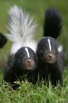 two black and white striped skunks are in the grass with their tails spread