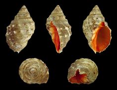 four seashells are shown in different positions on a black background, including one with an orange shell