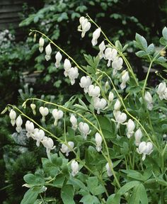 the white flowers are blooming in the garden