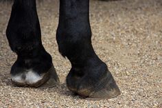 the legs and feet of a black horse