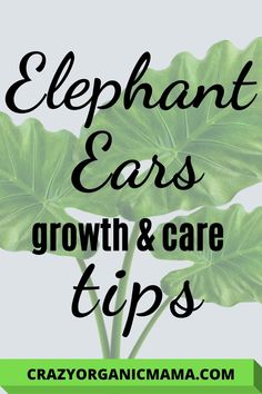 the words elephant ears, growth and care tips on top of a green leafy plant