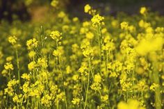 yellow flowers are blooming in the field