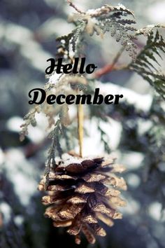 a pine cone hanging from a tree branch with the words hello december written on it